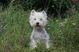 WESTIE 371